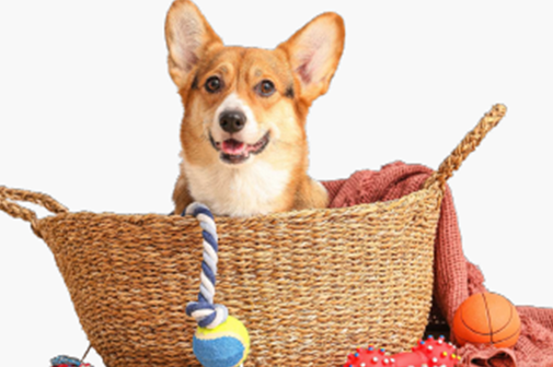 Banner Image
